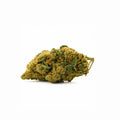 AMNESIA 60